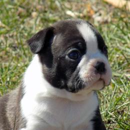 Boston Terrier Puppies from Wolf Ridge Boston Terriers
