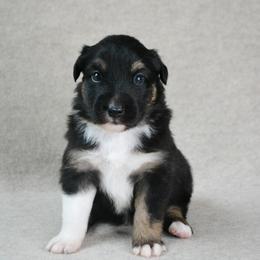 Colt - Black tri-color male Australian Shepherd puppy in Aberdeen, North Carolina from Huckleberry Hill Aussies LLC.