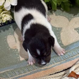 Kia - Black white and tan female Rat Terrier puppy in Savoy, Texas from Rockin EZ Rat Terriers