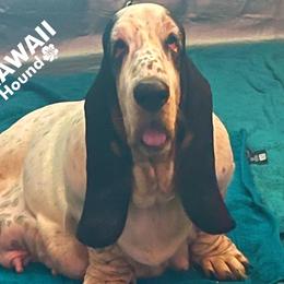 Giza - Basset Hound