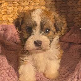 Benjamin - White male Havanese puppy in Clermont, Florida from Country Sweet Havanese and Creative Coaching