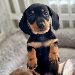 Rizzy - Black and tan Dachshund puppy in Fitzgerald, Georgia from Brooke Haven Dachshunds