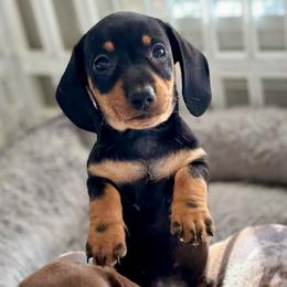 Rizzy - Black and tan Dachshund puppy in Fitzgerald, Georgia from Brooke Haven Dachshunds