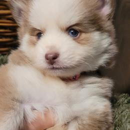 Hazey - Future MCP Mama - Lavender female Pomsky puppy in Hurleyville, New York from My Crazy Pomskys