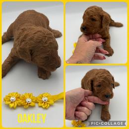 Oakley - Red  female Poodle puppy in Mount Vernon, Illinois from AMC Poodles