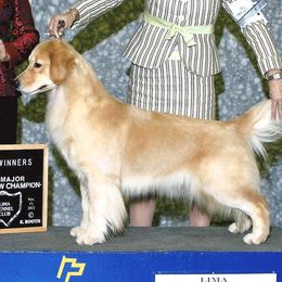 Golden Retrievers from Micin’s Retrievers