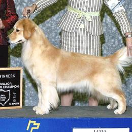 Golden Retrievers from Micin’s Retrievers