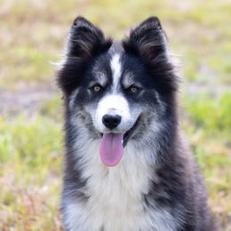 Contessa - Tri-color female Pomsky puppy in Meredith, New Hampshire from New World Pomskies