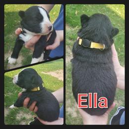 Siberian Husky Puppies from Haase Family Kennels