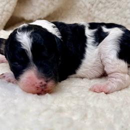 Marigold - Phantom female Poodle puppy in Peyton, Colorado from Fuzzybottoms Ranch LLC