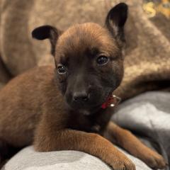 Donner - Tan female Working Dog Cross puppy in Clarksville, Tennessee from Vuurhart Herders