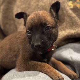 Donner - Tan female Working Dog Cross puppy in Clarksville, Tennessee from Vuurhart Herders