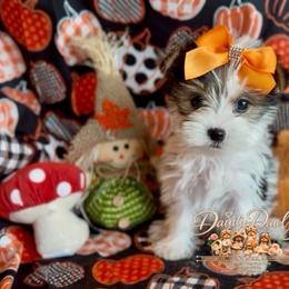 BoOts - Parti female Yorkshire Terrier puppy in Prosper, Texas from DaintyDawlz