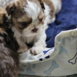 Rolo - Tricolor male Shih Tzu puppy in Kings Mountain, North Carolina from NC Shih Tzus by Tammy