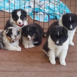 Boy 5 - Blue merle and white male Shetland Sheepdog puppy in Walterboro, South Carolina from Pam's Shelties