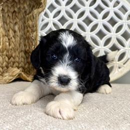 Boy 2 - Black and white male Bernedoodle puppy in Russiaville, Indiana from Pleasant Creek Minibernedoodles