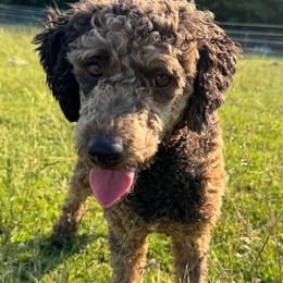 London - Bordoodle