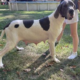 Luna - Great Dane