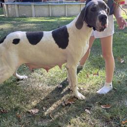 Luna - Great Dane