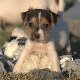 Fallon - Tri-color female Jack Russell Terrier puppy in Menifee, California from Wendover Terriers