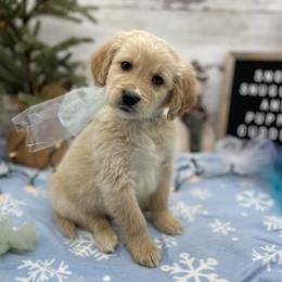 Gus - Cream male Goldendoodle puppy in Lisbon, Ohio from Willow Lane Doodles