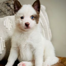 Kenobi - White male Pomsky puppy in Greenville, South Carolina from Thicketty Mountain Pomskies