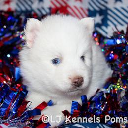 Cristiano - White male Pomsky puppy in Centerville, Iowa from LJ Kennels Pomskies, LLC