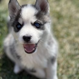 Chinese Crested and Pomsky Puppies from Willow Creek Cresteds