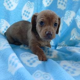 Clover - Dapple female Dachshund puppy in Opelika, Alabama from Dachshund Darlins