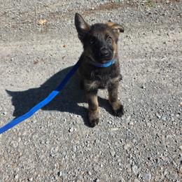 Dark blue collar - Sable male German Shepherd puppy in Oscoda, Michigan from Sstar