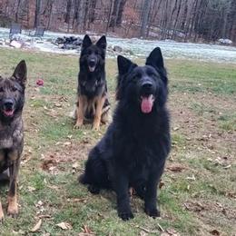 Belgian Tervuren and German Shepherds from Pine State Shepherds