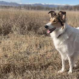 Collies, Old Time Scotch Collies, and Scottish Collies from Bonnie Brae Collies