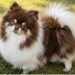 Moxie - Pomeranian