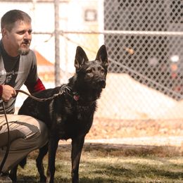 Australian Shepherds and German Shepherds from Savage K9