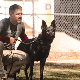 Australian Shepherds and German Shepherds from Savage K9