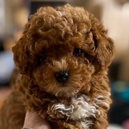 Girl 2 - Red  female Poodle puppy in Spring Hill, Tennessee from Duke's Mini & Toy Australian Shepherds & Aussiedoodles
