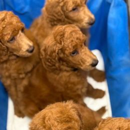 Boy 2 - Red  male Poodle puppy in Houston, Texas from Everyday Poodles