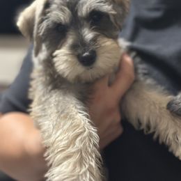 Bingo - Salt and pepper female Miniature Schnauzer puppy in Waddell, Arizona from The Bearded Companions