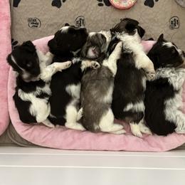 Miniature Schnauzer Puppies from Von Baron Schnauzers