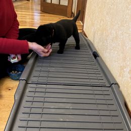 Labrador Retriever Puppies from Armory Labradors