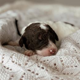 Graham - Brown and white male Bernedoodle puppy in Maricopa, Arizona from Desert Ridge Doodles