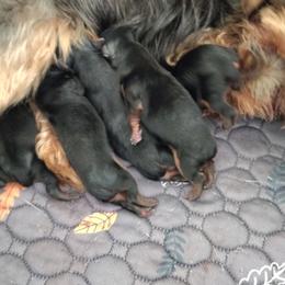 Girl 2 - Black and tan female Yorkshire Terrier puppy in Pine Grove, Pennsylvania from Cathy Burns