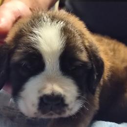 Delphi - Brown and white female Saint Bernard puppy in Clover, South Carolina from Sweetest Saints