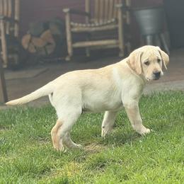 Orion - Yellow male Labrador Retriever puppy in Sweet Home, Oregon from Snowpeak English Labradors