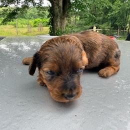 Boy - Dapple male Dachshund puppy in Crab Orchard, Kentucky from Lucy’s legacy dachshunds