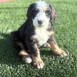 Nectar - Tri-color male Bernedoodle puppy in Fleming, Colorado from Vandenbark Doodles