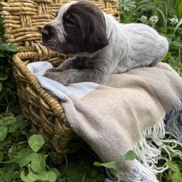 Wirehaired Pointing Griffon Puppies from Idleista Grand Chasseur