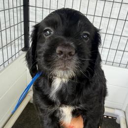 Boy 2 - Black male English Cocker Spaniel puppy in Millen, Georgia from Pine Hill Kennels