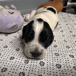 Spirit - Liver male English Cocker Spaniel puppy in Elko, Georgia from HillTop Brittany Kennel