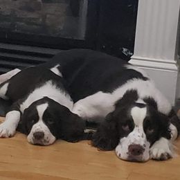 Bailey - English Springer Spaniel